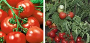 Beschrijving van de tomatensoort Mijn liefde en zijn kenmerken