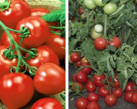 Description de la variété de tomates My Love et ses caractéristiques