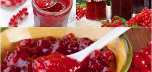 TOP 2 recipes for making 5-minute red currant jelly for the winter