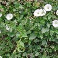 The best control measures, how to permanently get rid of the bindweed on the site