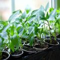 Uzgajanje paprike čilija kod kuće na prozorskom prozoru ili balkonu