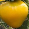 Opis odrody rajčiaka zlatého kráľa, znaky pestovania a starostlivosti