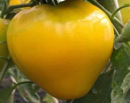Descripción de la variedad de tomate Golden King, características de cultivo y cuidado.