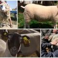 Wat wordt bedoeld met het sorteren van schapen en zijn variëteiten, de regels voor