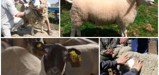 Čo znamenajú bonitizácia oviec a odrôd, pravidlá pre