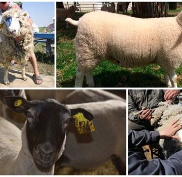 ¿Qué se entiende por clasificación de ovejas y sus variedades, las reglas para