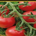 Descrizione della varietà di pomodoro Malvina, condizioni di coltivazione e prevenzione delle malattie