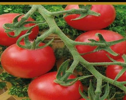 Beskrivning av tomatsorten Malvina, odlingsförhållanden och sjukdomsförebyggande
