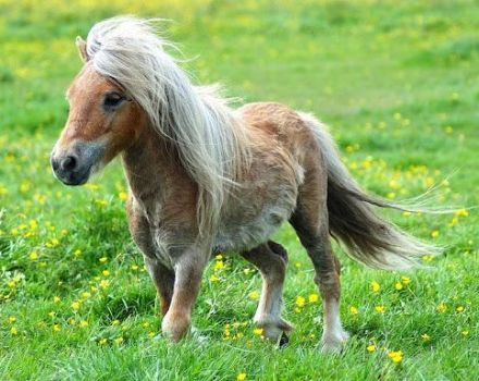 Opis i charakterystyka koni rasy Falabella, cechy treści