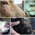 A fertőzés módjai és a himlő tünetei kecskékben és juhokban, kezelési módszerek és következmények