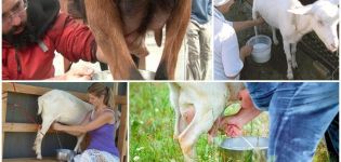 Koliko puta dnevno treba kozu mlatiti nakon janjenja i pravila za obavljanje postupka