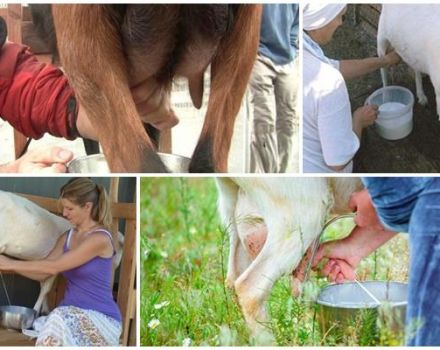 ¿Cuántas veces al día se debe ordeñar una cabra después del parto y las reglas para realizar el procedimiento?