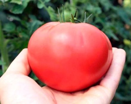 Pink Paradise -tomaattilajikkeen ominaisuudet ja kuvaus, sen sato