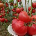 Pomidorų Robin veislės charakteristikos ir aprašymas