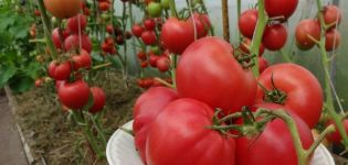 Tomaattisen Robin-lajikkeen ominaisuudet ja kuvaus
