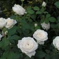 Περιγραφή και κανόνες για την καλλιέργεια υβριδικών τριαντάφυλλων ποικιλιών Αναστασία