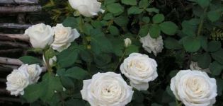 Περιγραφή και κανόνες για την καλλιέργεια υβριδικών τριαντάφυλλων ποικιλιών Αναστασία