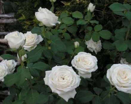 Beskrivelse og regler for dyrkning af hybride te-rosesorter Anastasia