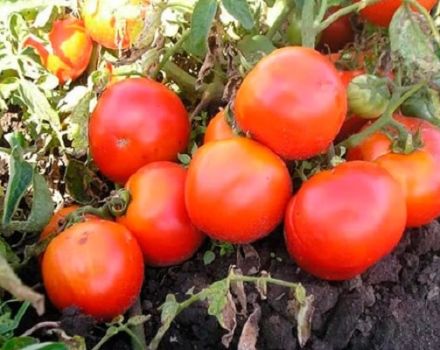 Opis sorte rajčice Lyubimets moskovske regije i značajke