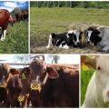 Popis jednostavnih i lijepih nadimaka za krave, popularna i neobična imena