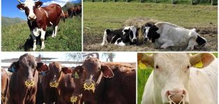 Lista łatwych i pięknych pseudonimów krów, popularnych i nietypowych imion
