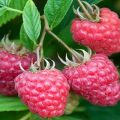 Description and technology of growing Joan Jay raspberries