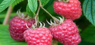 Beskrivelse og teknologi til dyrkning af Joan Jay hindbær