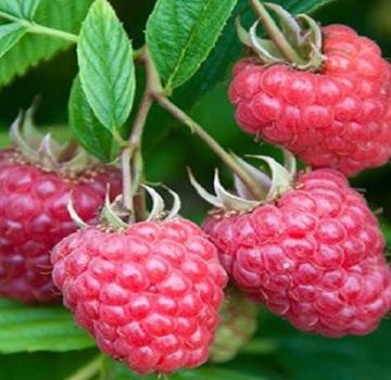 Paglalarawan at teknolohiya ng lumalagong mga raspberry ng Joan Jay