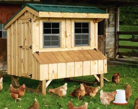 Come costruire un pollaio fai-da-te nel paese, dispositivo e materiali necessari