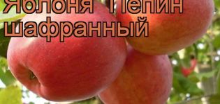 Az almafajta jellemzése és leírása A Pepin sáfrány, a termesztés és az ápolás jellemzői
