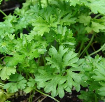 TOP 10 best recipes for preparing parsley for the winter at home with and without freezing