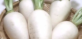 Đặc tính hữu ích và chống chỉ định của củ cải trắng đối với cơ thể con người
