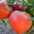 Beskrivelse af tomatsorten Favoritferie, dens udbytte