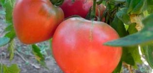 وصف صنف الطماطم العطلة المفضلة ، محصولها