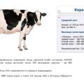 Koliko kilograma u prosjeku i najviše može krava kravati, kako izmjeriti