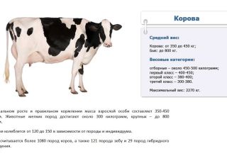 How many kilograms on average and maximum a cow can weigh, how to measure