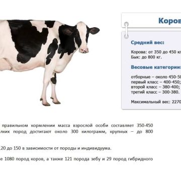 How many kilograms on average and maximum a cow can weigh, how to measure