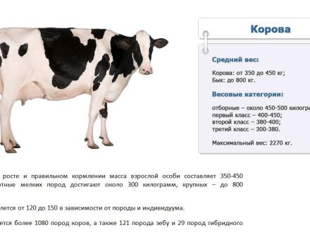 Hvor mange kg i gennemsnit og maksimum en ko kan veje, hvordan man måler