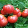 Descrizione e caratteristiche della varietà di pomodoro Vityaz, resa e coltivazione