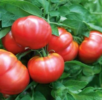 Beschreibung und Eigenschaften der Tomatensorte Vityaz, Ertrag und Anbau