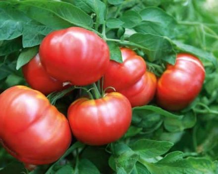 Descrizione e caratteristiche della varietà di pomodoro Vityaz, resa e coltivazione