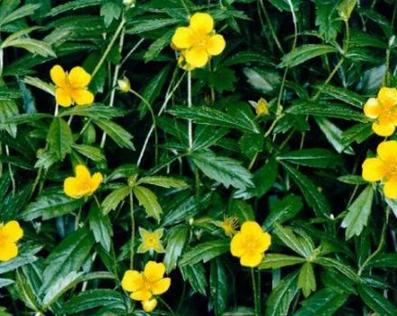 Useful properties and contraindications of Potentilla erect, rules of application