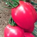 Tomaattilajikkeen Pink Pioneer kuvaus