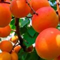Beschreibung der Vielfalt der russischen Aprikosen, Merkmale der Fruchtbildung und Pflege