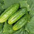 Description of the variety of cucumbers Hector, Buyan, Malyshok, Nadezhda and Grasshopper and their characteristics