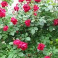 Descripción de las mejores variedades de rosas canadienses, plantación y cuidado en campo abierto.