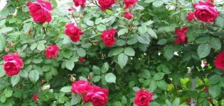 Description of the best varieties of Canadian roses, planting and care in the open field