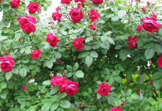 Description of the best varieties of Canadian roses, planting and care in the open field
