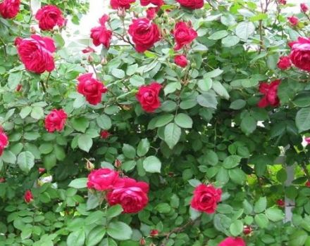 Mô tả về các giống hoa hồng Canada tốt nhất, trồng và chăm sóc ngoài đồng