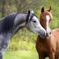Com triar el sobrenom adequat per a un cavall i un semental, els noms més bonics
